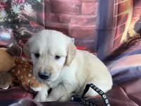 NKC standard  black collar boy, a male Golden Retriever for sale in Apple Valley, CA – Photo 4 of 9