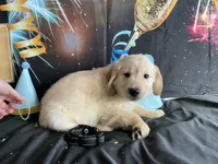 NKC standard  black collar boy, a male Golden Retriever for sale in Apple Valley, CA – Photo 2 of 9