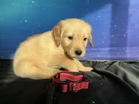 NKC standard Red collar boy, a male Golden Retriever for sale in Apple Valley, CA – Photo 3 of 9