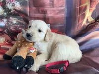 NKC standard Red collar boy, a male Golden Retriever for sale in Apple Valley, CA – Photo 4 of 9