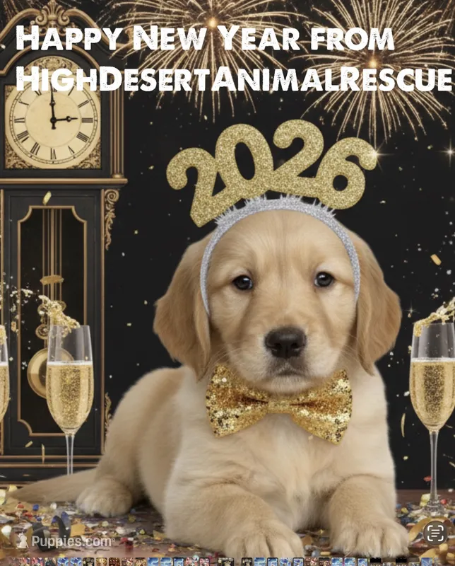 NKC standard Red collar boy