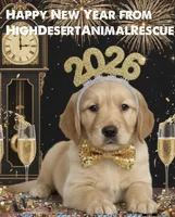 NKC standard Red collar boy, a male Golden Retriever for sale in Apple Valley, CA – Photo 1 of 9