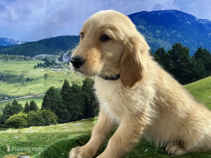 MKC mini  black collar boy