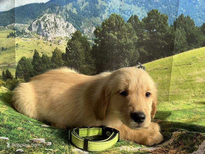 NKC  standard green collar boy