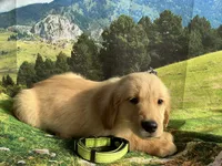 NKC  standard green collar boy, a male Golden Retriever for sale in Apple Valley, CA – Photo 1 of 9