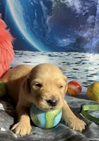 NKC  standard green collar boy, a male Golden Retriever for sale in Apple Valley, CA – Photo 4 of 9