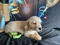 NKC  standard green collar boy, a male Golden Retriever for sale in Apple Valley, CA – Photo 2 of 9