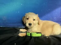 NKC  standard green collar boy, a male Golden Retriever for sale in Apple Valley, CA – Photo 3 of 9