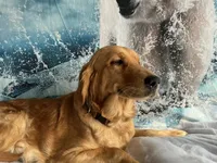 processed/5e78da36-72d7-4efa-98bf-2e4ac9b34f06/listing/abedae62-cd24-486f-9615-09da11ff9381/e905a928-7d98-4b68-a437-ff39821881f0