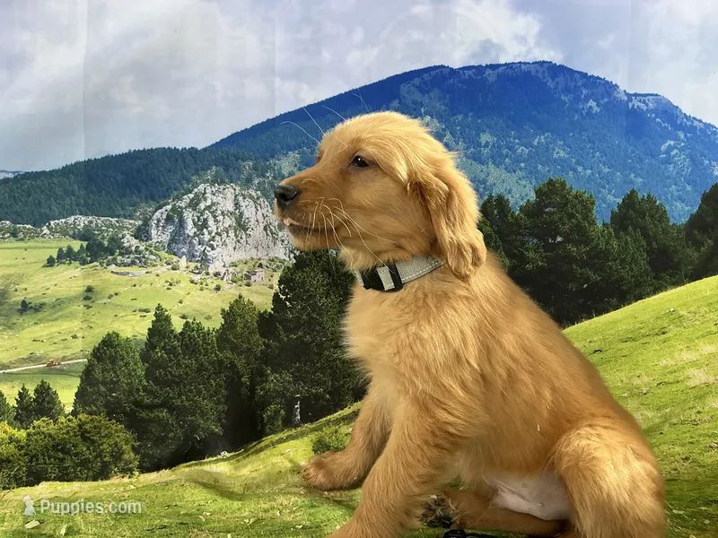 NKC mini  gray collar boy