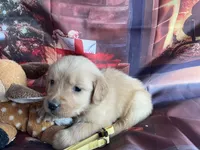 NKC standard yellow girl, a female Golden Retriever for sale in Apple Valley, CA – Photo 4 of 10