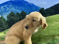 NKC standard yellow girl, a female Golden Retriever for sale in Apple Valley, CA – Photo 1 of 10