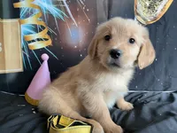 NKC standard yellow girl, a female Golden Retriever for sale in Apple Valley, CA – Photo 2 of 10