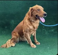 NKC standard yellow girl, a female Golden Retriever for sale in Apple Valley, CA – Photo 6 of 10