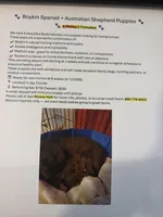 Boykin/Aussie Mix, a male Australian Shepherd and Boykin Spaniel for sale in Jay, FL – Photo 6 of 6