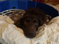 Boykin/Aussie Mix, a male Australian Shepherd and Boykin Spaniel for sale in Jay, FL – Photo 5 of 6