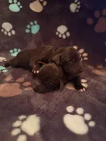 Boykin/Aussie Mix, a male Australian Shepherd and Boykin Spaniel for sale in Jay, FL – Photo 3 of 6