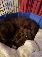 Boykin/Aussie Mix, a male Australian Shepherd and Boykin Spaniel for sale in Jay, FL – Photo 4 of 6
