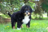 Finn, a male Bernese Mountain Dog for sale in Dundee, OH – Photo 8 of 8