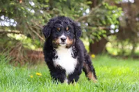 Finn, a male Bernese Mountain Dog for sale in Dundee, OH – Photo 2 of 8