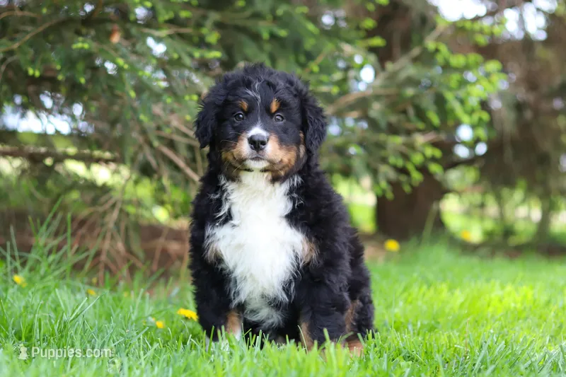 Finn, a male Bernese Mountain Dog for sale in Dundee, OH – Photo 1 of 8