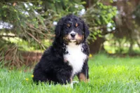 Finn, a male Bernese Mountain Dog for sale in Dundee, OH – Photo 7 of 8
