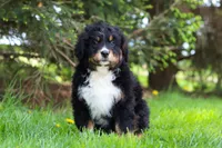 Finn, a male Bernese Mountain Dog for sale in Dundee, OH – Photo 5 of 8