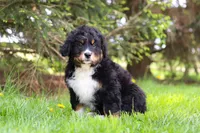 Finn, a male Bernese Mountain Dog for sale in Dundee, OH – Photo 3 of 8