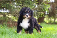 Finn, a male Bernese Mountain Dog for sale in Dundee, OH – Photo 4 of 8