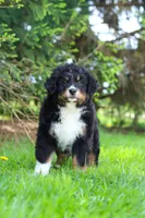 Finn, a male Bernese Mountain Dog for sale in Dundee, OH – Photo 6 of 8