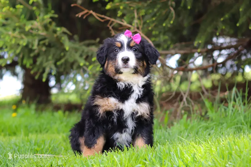 Amelia, a female Bernese Mountain Dog for sale in Dundee, OH – Photo 1 of 9