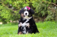 Amelia, a female Bernese Mountain Dog for sale in Dundee, OH – Photo 5 of 9