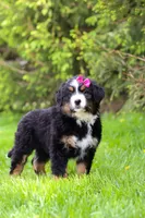 Amelia, a female Bernese Mountain Dog for sale in Dundee, OH – Photo 9 of 9