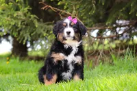 Amelia, a female Bernese Mountain Dog for sale in Dundee, OH – Photo 3 of 9