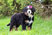 Amelia, a female Bernese Mountain Dog for sale in Dundee, OH – Photo 8 of 9
