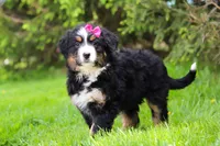 Amelia, a female Bernese Mountain Dog for sale in Dundee, OH – Photo 6 of 9
