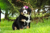 Amelia, a female Bernese Mountain Dog for sale in Dundee, OH – Photo 2 of 9