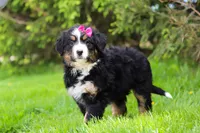 Amelia, a female Bernese Mountain Dog for sale in Dundee, OH – Photo 7 of 9