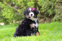 Amelia, a female Bernese Mountain Dog for sale in Dundee, OH – Photo 4 of 9