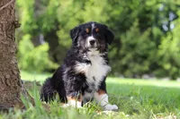Spencer, a male Bernese Mountain Dog for sale in Dundee, OH – Photo 6 of 10