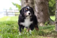 Spencer, a male Bernese Mountain Dog for sale in Dundee, OH – Photo 2 of 10
