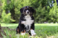 Spencer, a male Bernese Mountain Dog for sale in Dundee, OH – Photo 1 of 10