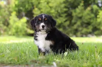 Spencer, a male Bernese Mountain Dog for sale in Dundee, OH – Photo 7 of 10