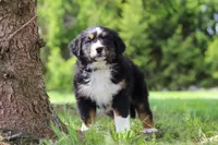 Spencer, a male Bernese Mountain Dog for sale in Dundee, OH – Photo 8 of 10