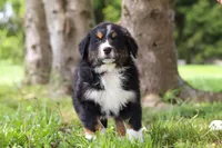Spencer, a male Bernese Mountain Dog for sale in Dundee, OH – Photo 9 of 10