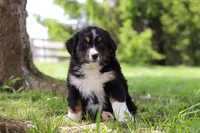 Spencer, a male Bernese Mountain Dog for sale in Dundee, OH – Photo 3 of 10