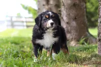 Spencer, a male Bernese Mountain Dog for sale in Dundee, OH – Photo 10 of 10