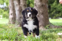 Spencer, a male Bernese Mountain Dog for sale in Dundee, OH – Photo 4 of 10