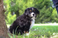 Spencer, a male Bernese Mountain Dog for sale in Dundee, OH – Photo 5 of 10