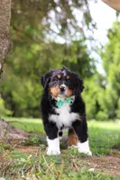 Loki, a male Bernese Mountain Dog for sale in Dundee, OH – Photo 7 of 7